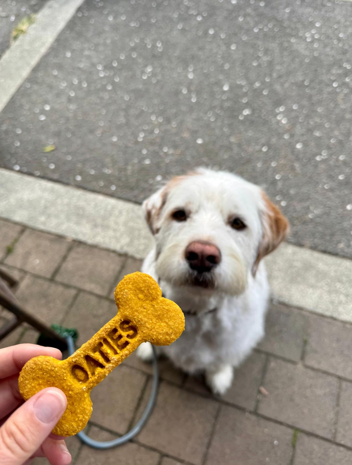 Oaties Dog Treats